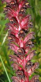 Fotografia da espécie Orobanche foetida