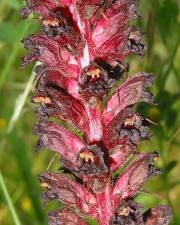 Fotografia da espécie Orobanche foetida