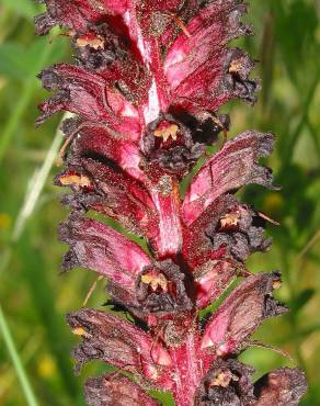 Fotografia 1 da espécie Orobanche foetida no Jardim Botânico UTAD