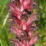 Fotografia 1 da espécie Orobanche foetida do Jardim Botânico UTAD