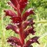 Fotografia 7 da espécie Orobanche foetida do Jardim Botânico UTAD