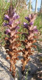 Fotografia da espécie Orobanche arenaria