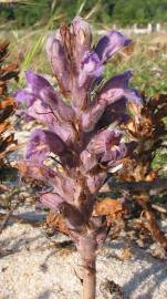 Fotografia da espécie Orobanche arenaria