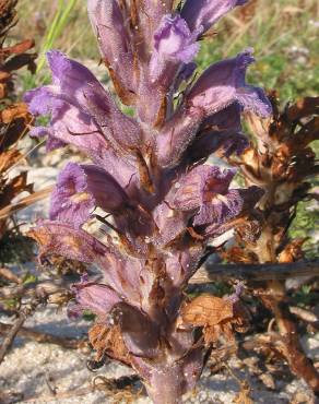 Fotografia 3 da espécie Orobanche arenaria no Jardim Botânico UTAD