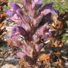 Fotografia 3 da espécie Orobanche arenaria do Jardim Botânico UTAD