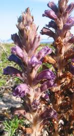 Fotografia da espécie Orobanche arenaria