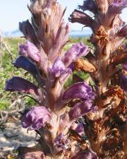 Fotografia da espécie Orobanche arenaria