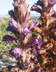 Orobanche arenaria