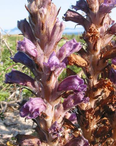 Fotografia de capa Orobanche arenaria - do Jardim Botânico