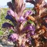 Fotografia 1 da espécie Orobanche arenaria do Jardim Botânico UTAD