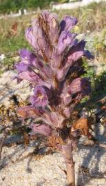 Fotografia da espécie Orobanche arenaria