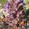 Fotografia 4 da espécie Orobanche arenaria do Jardim Botânico UTAD