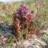 Fotografia 5 da espécie Orobanche arenaria do Jardim Botânico UTAD