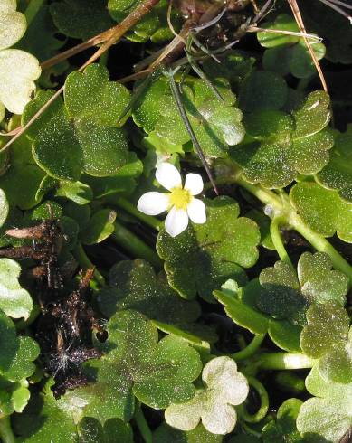 Fotografia de capa Ranunculus omiophyllus - do Jardim Botânico