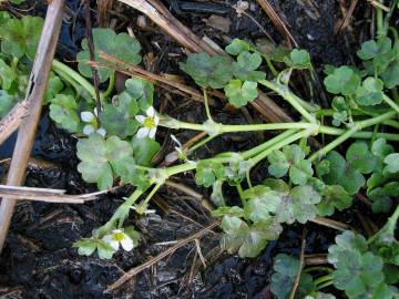 Fotografia da espécie Ranunculus omiophyllus