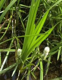 Fotografia da espécie Sparganium erectum subesp. neglectum