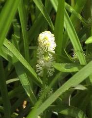 Sparganium erectum subesp. neglectum