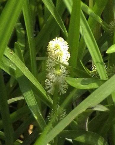 Fotografia de capa Sparganium erectum subesp. neglectum - do Jardim Botânico