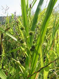 Fotografia da espécie Sparganium erectum subesp. neglectum