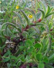 Fotografia da espécie Silene niceensis