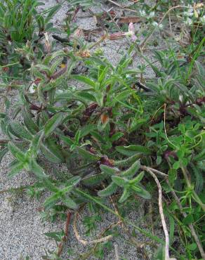 Fotografia 3 da espécie Silene niceensis no Jardim Botânico UTAD