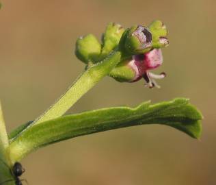 Fotografia da espécie Scrophularia frutescens