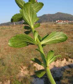 Fotografia da espécie Scrophularia frutescens