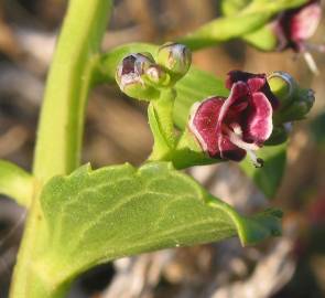 Fotografia da espécie Scrophularia frutescens