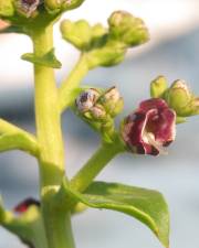 Fotografia da espécie Scrophularia frutescens