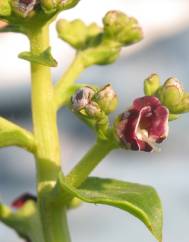 Scrophularia frutescens