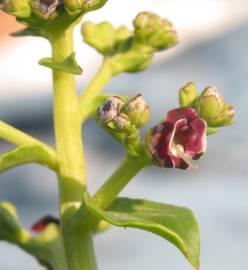 Fotografia da espécie Scrophularia frutescens