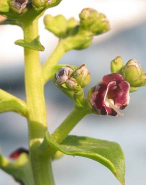 Fotografia 1 da espécie Scrophularia frutescens no Jardim Botânico UTAD
