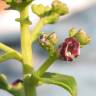 Fotografia 1 da espécie Scrophularia frutescens do Jardim Botânico UTAD