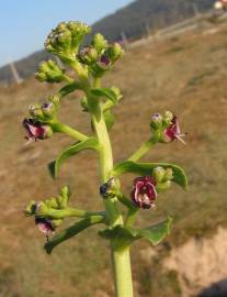 Fotografia da espécie Scrophularia frutescens