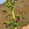 Fotografia 5 da espécie Scrophularia frutescens do Jardim Botânico UTAD