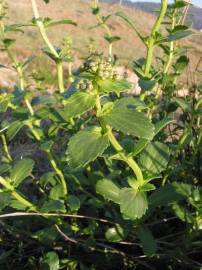 Fotografia da espécie Scrophularia frutescens