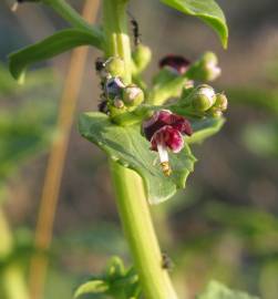 Fotografia da espécie Scrophularia frutescens