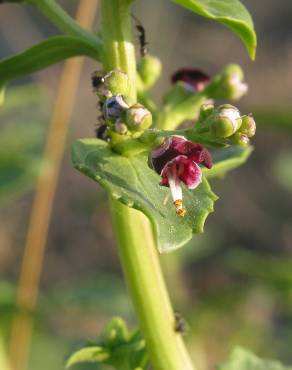 Fotografia 7 da espécie Scrophularia frutescens no Jardim Botânico UTAD