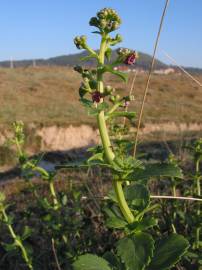 Fotografia da espécie Scrophularia frutescens