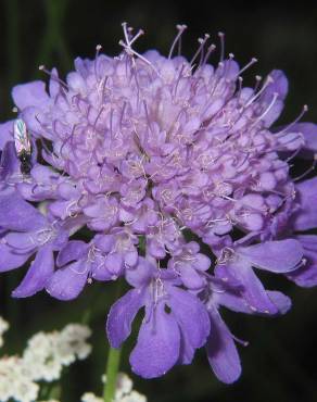 Fotografia 1 da espécie Scabiosa columbaria subesp. columbaria no Jardim Botânico UTAD