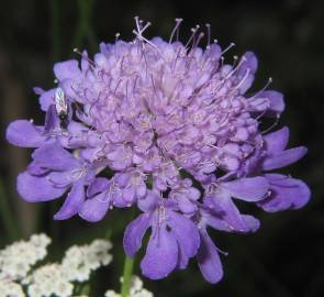 Fotografia da espécie Scabiosa columbaria subesp. columbaria