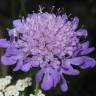 Fotografia 1 da espécie Scabiosa columbaria subesp. columbaria do Jardim Botânico UTAD