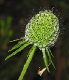 Fotografia da espécie Scabiosa columbaria subesp. columbaria