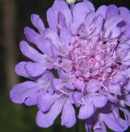 Fotografia da espécie Scabiosa columbaria subesp. columbaria