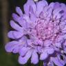 Fotografia 3 da espécie Scabiosa columbaria subesp. columbaria do Jardim Botânico UTAD