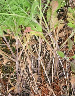 Fotografia 4 da espécie Scabiosa columbaria subesp. columbaria no Jardim Botânico UTAD