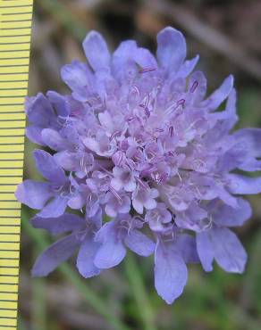 Fotografia 5 da espécie Scabiosa columbaria subesp. columbaria no Jardim Botânico UTAD