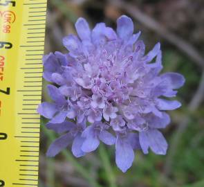 Fotografia da espécie Scabiosa columbaria subesp. columbaria