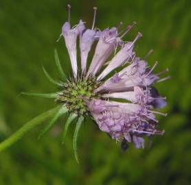 Fotografia da espécie Scabiosa columbaria subesp. columbaria