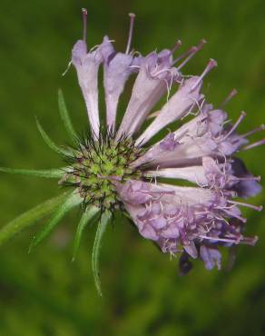 Fotografia 10 da espécie Scabiosa columbaria subesp. columbaria no Jardim Botânico UTAD